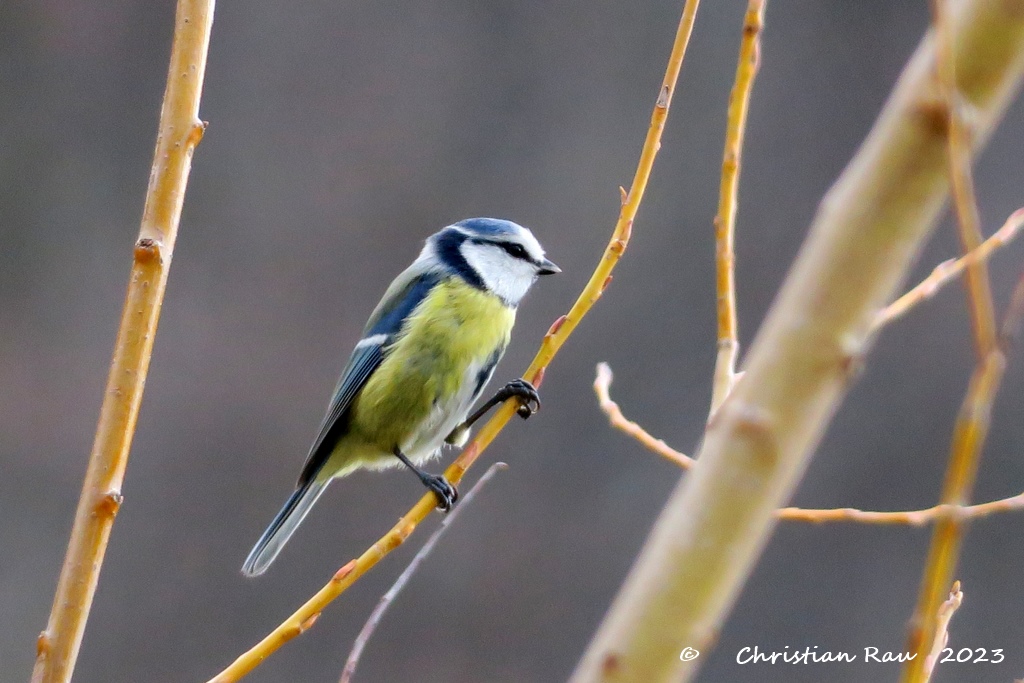 Mésange bleue perchée près du lac de Fiancey - 24 février 2023 - CR