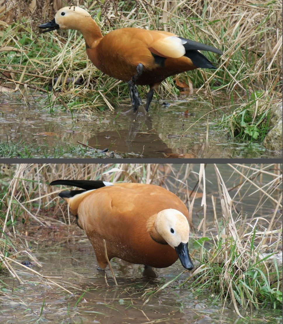 Tadornes casarca - lac de Fiancey, janvier2021