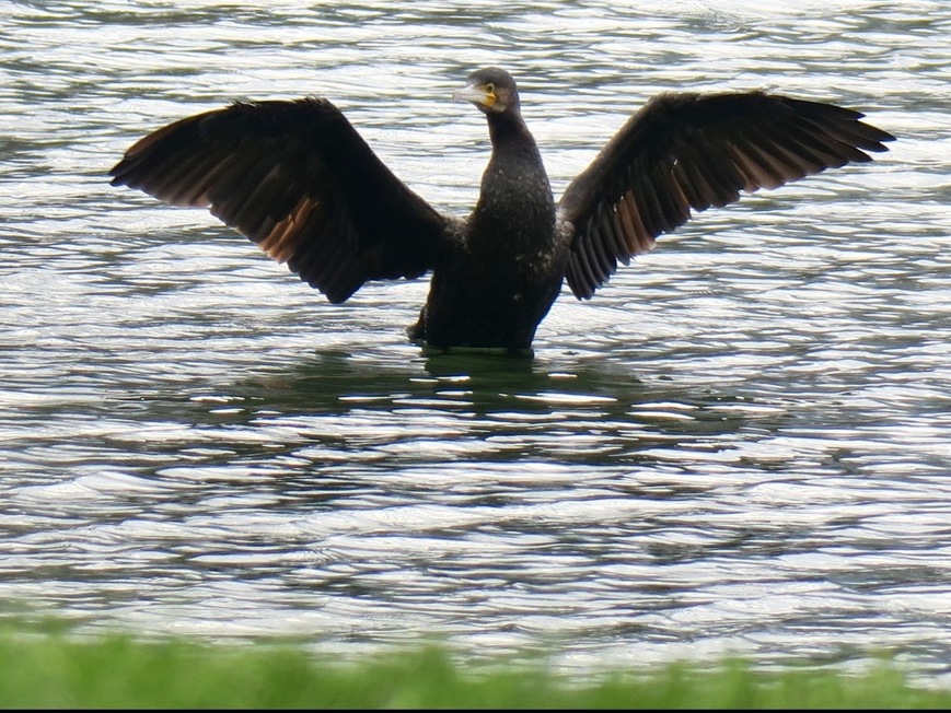 Grand cormoran au  lac de Fiancey, janvier 2021