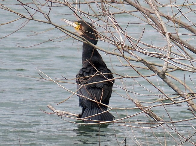 Grand cormoran au  lac de Fiancey, janvier 2021