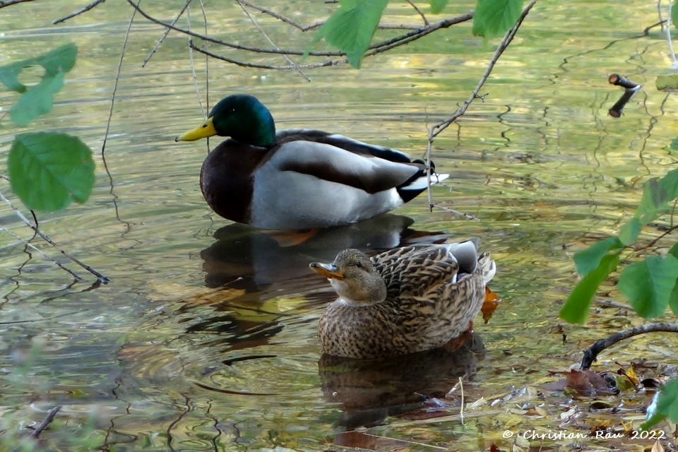 Canard Colvert et sa femelle, au lac de Fiancey, novembre 2017