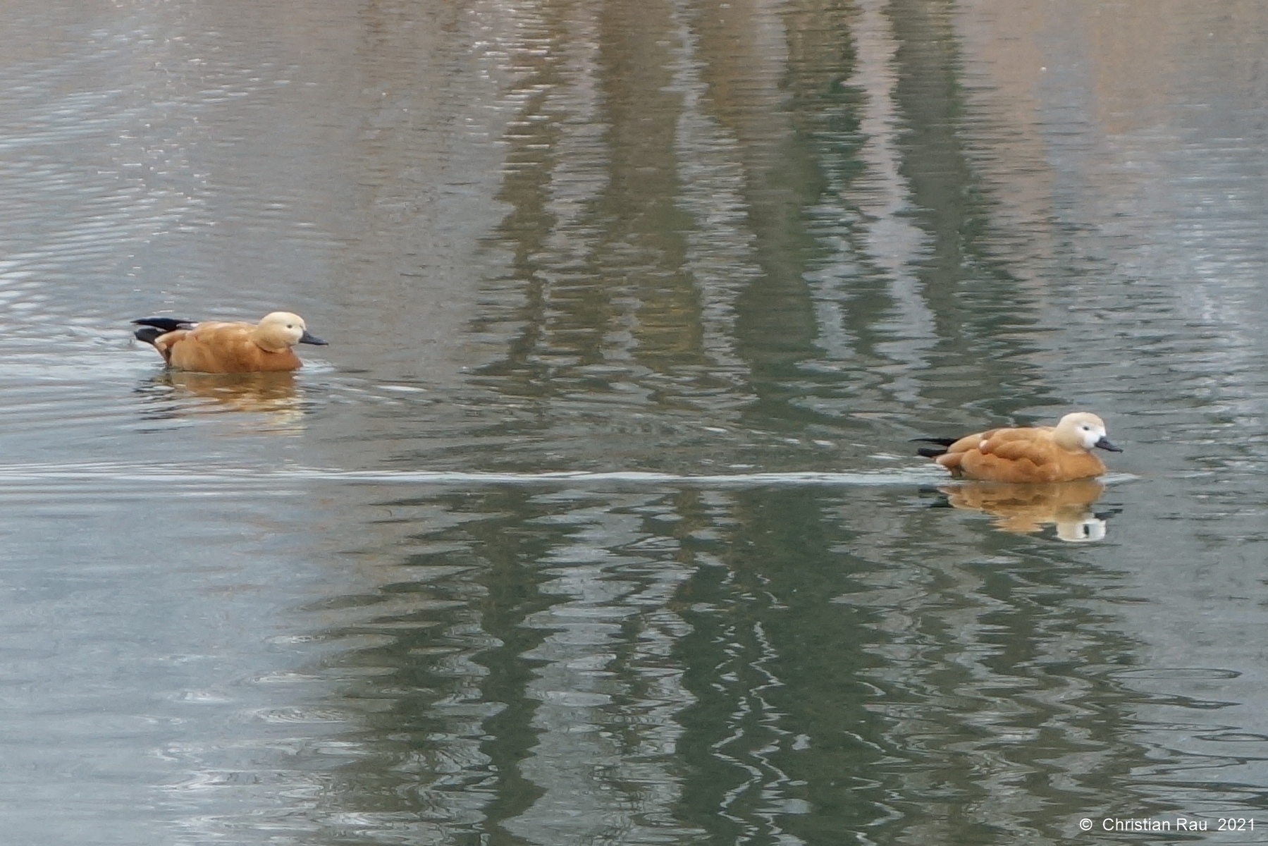 Marius et Jeannette, un inséparable couple de tadornes casarca - Lac de Fiancey, février 2018