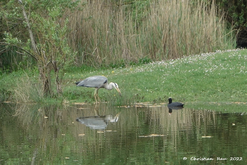 Héron cendré au lac de Fiancey, avril 2018