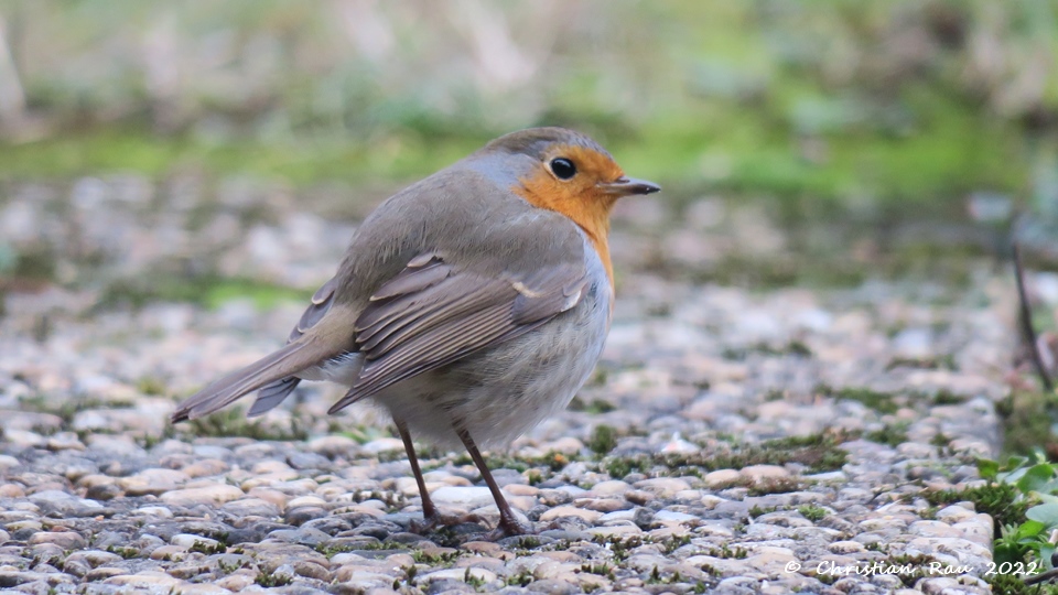 Rouge gorge (jardin à Fiancey)  - janvier 2021