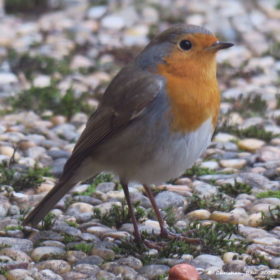 Rouge gorge (jardin à Fiancey)  - janvier 2021