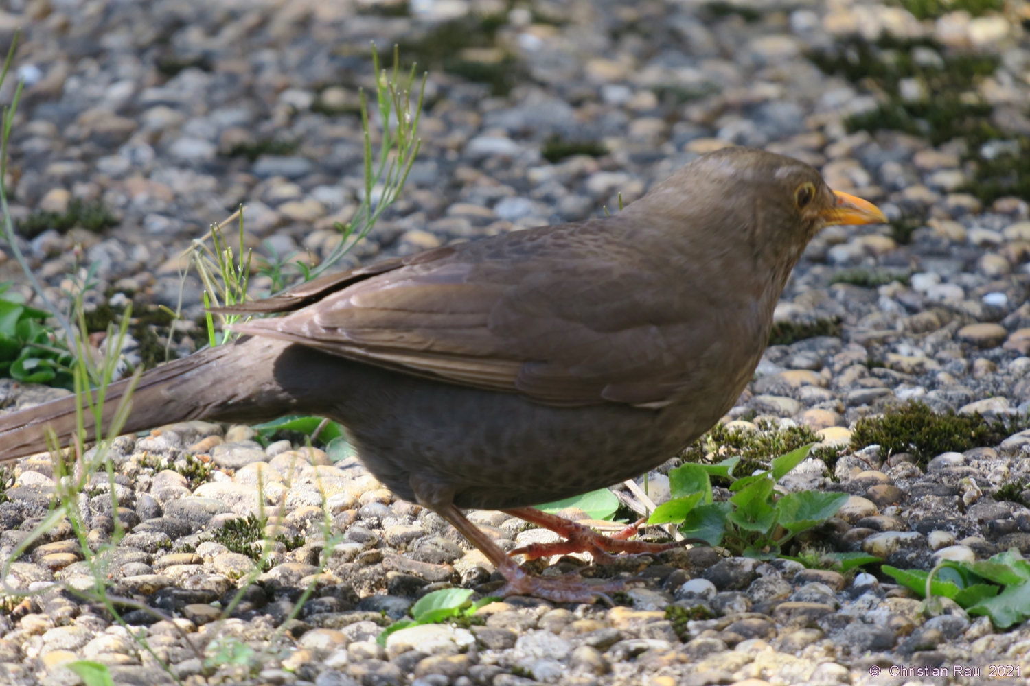 Merle noir (mâle)  , jardin St-Egrève, mars 2021