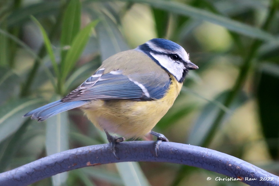 Mésange bleue, novembre 2021 - Jardi,; St-Egrève