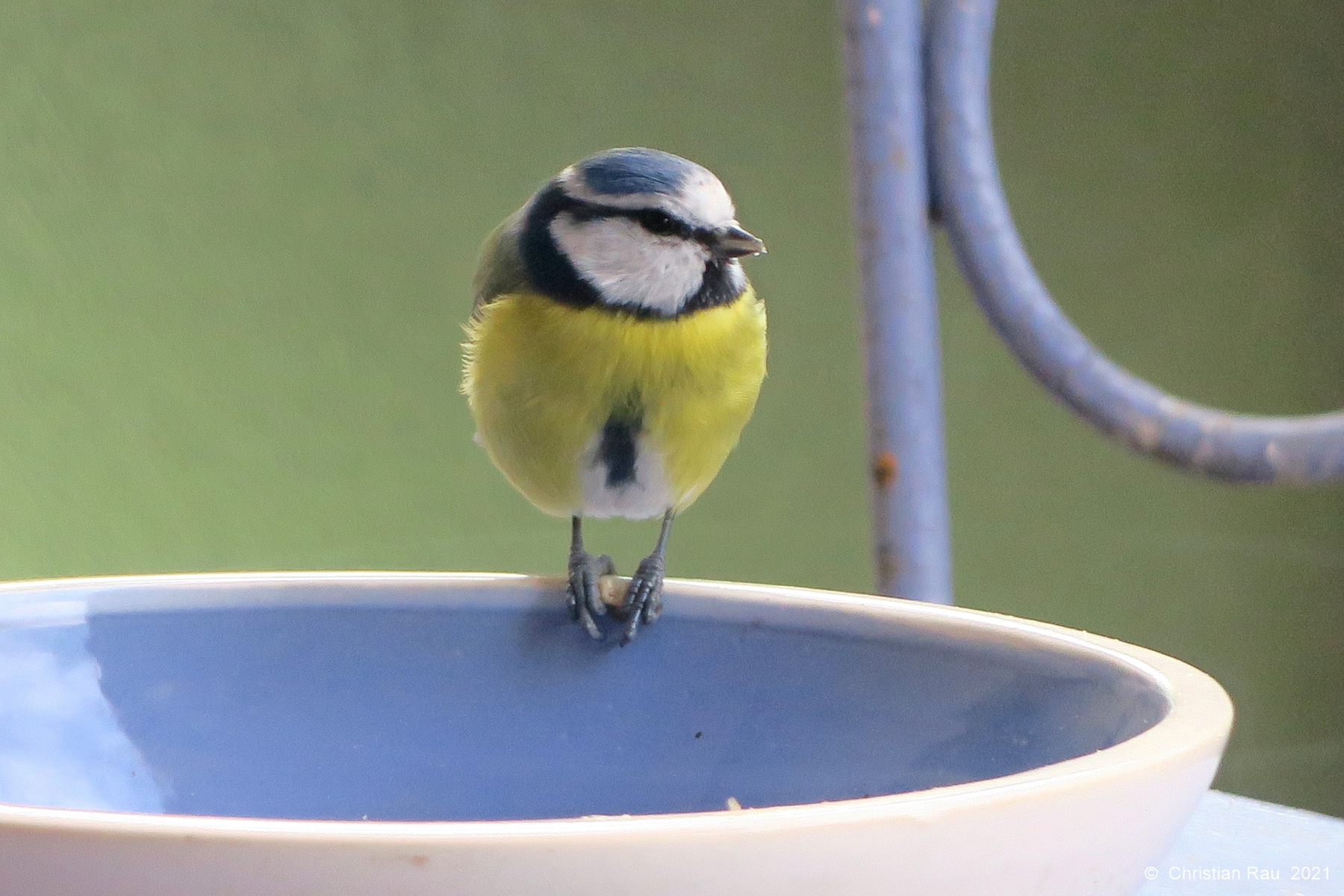 Mésange bleue, novembre 2021 - Jardi,; St-Egrève