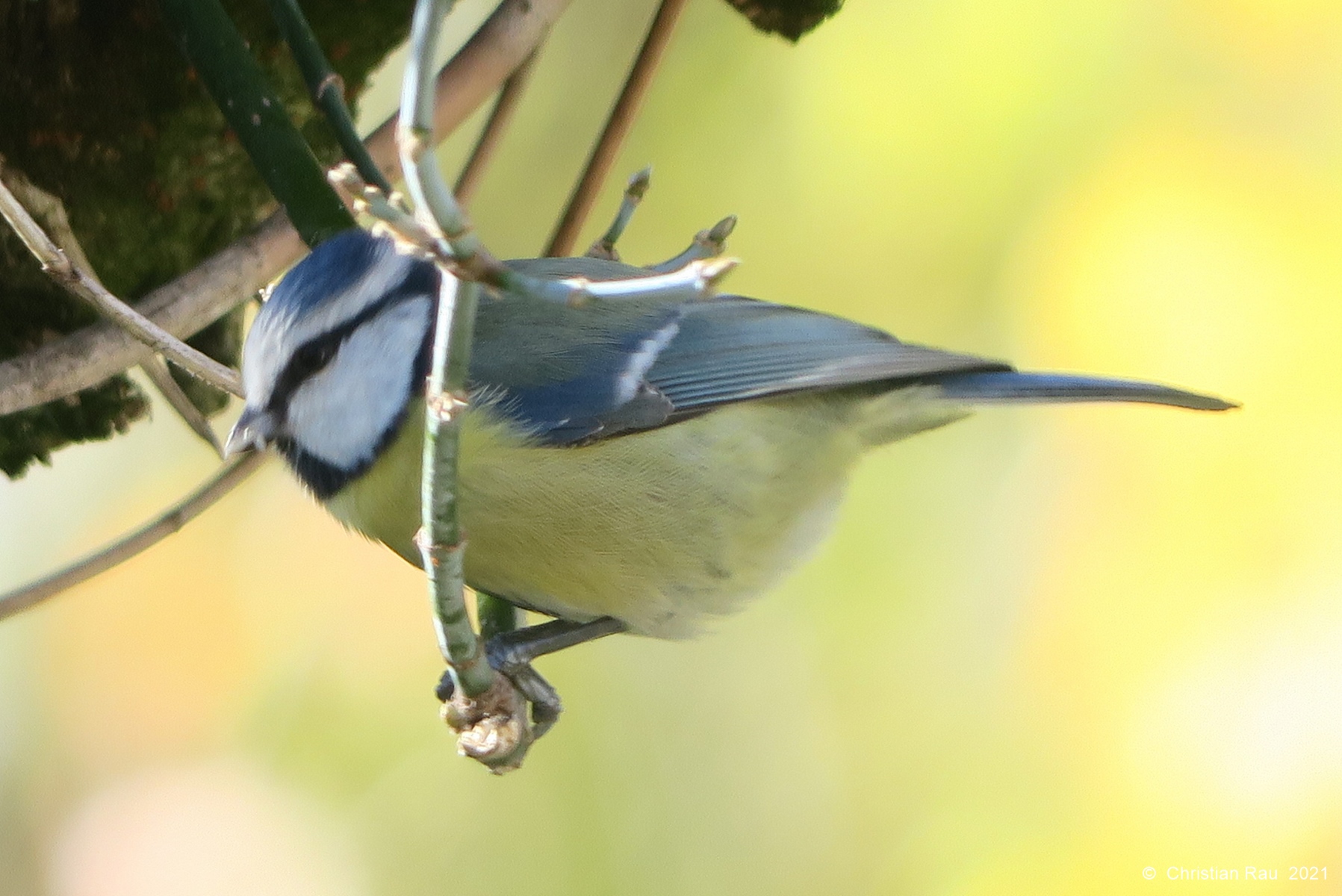 Mésange bleue, novembre 2021 - Jardi,; St-Egrève