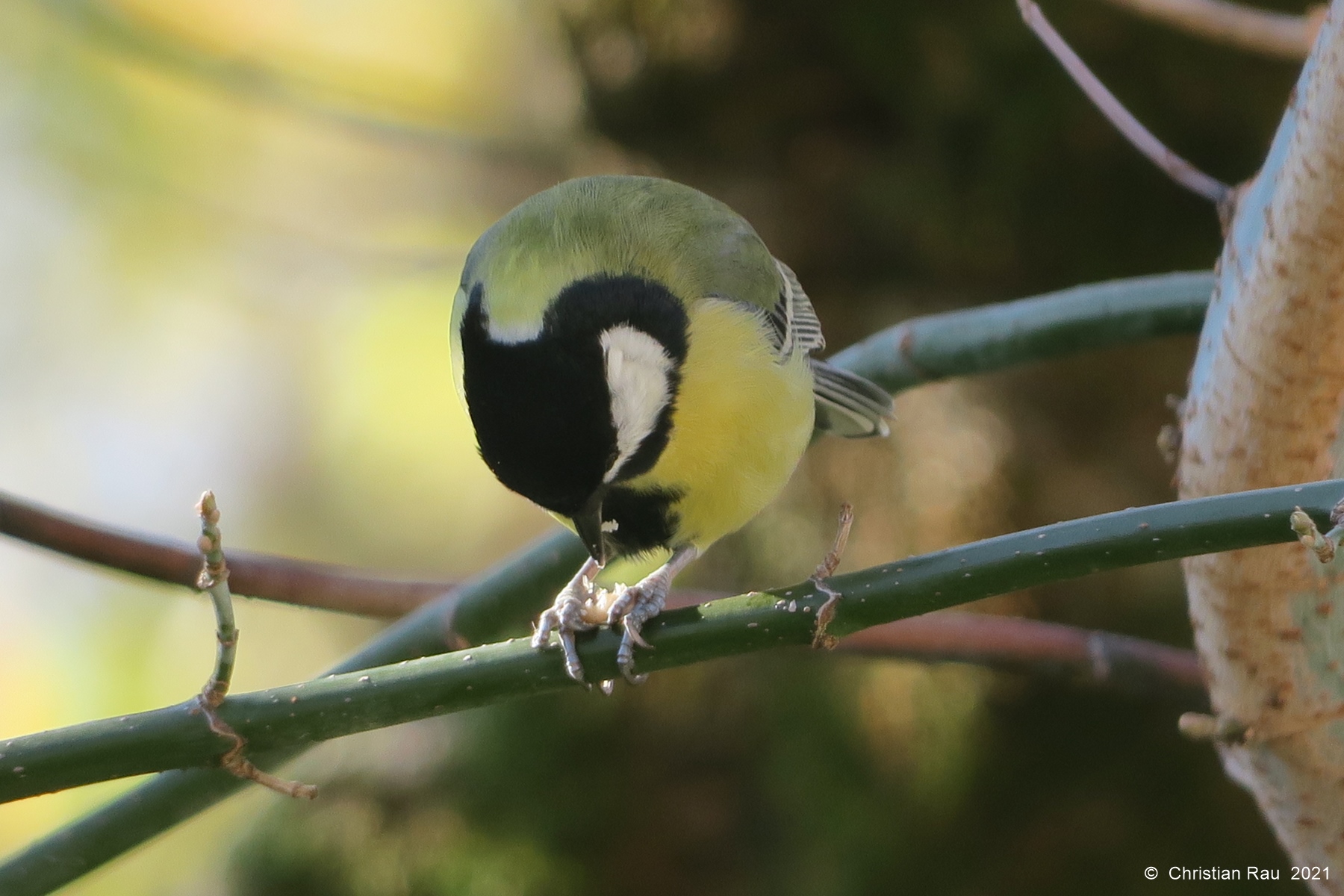 Mésange charbonnière,, novembre 2021 - Jardin  St-Egrève