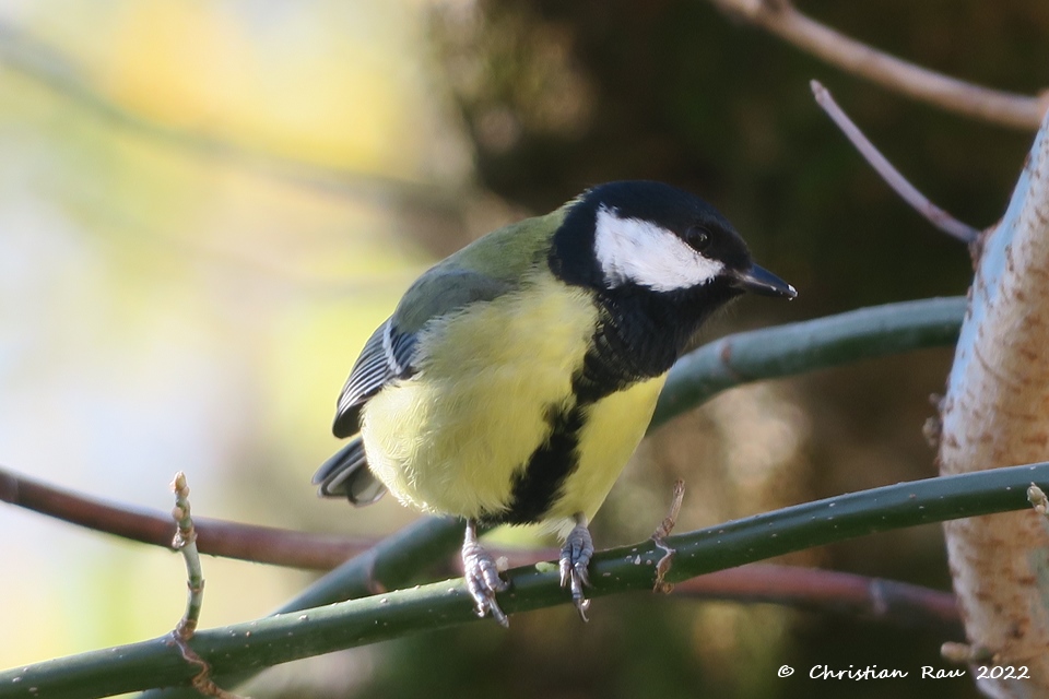 Mésange charbonnière,, novembre 2021 - Jardin  St-Egrève