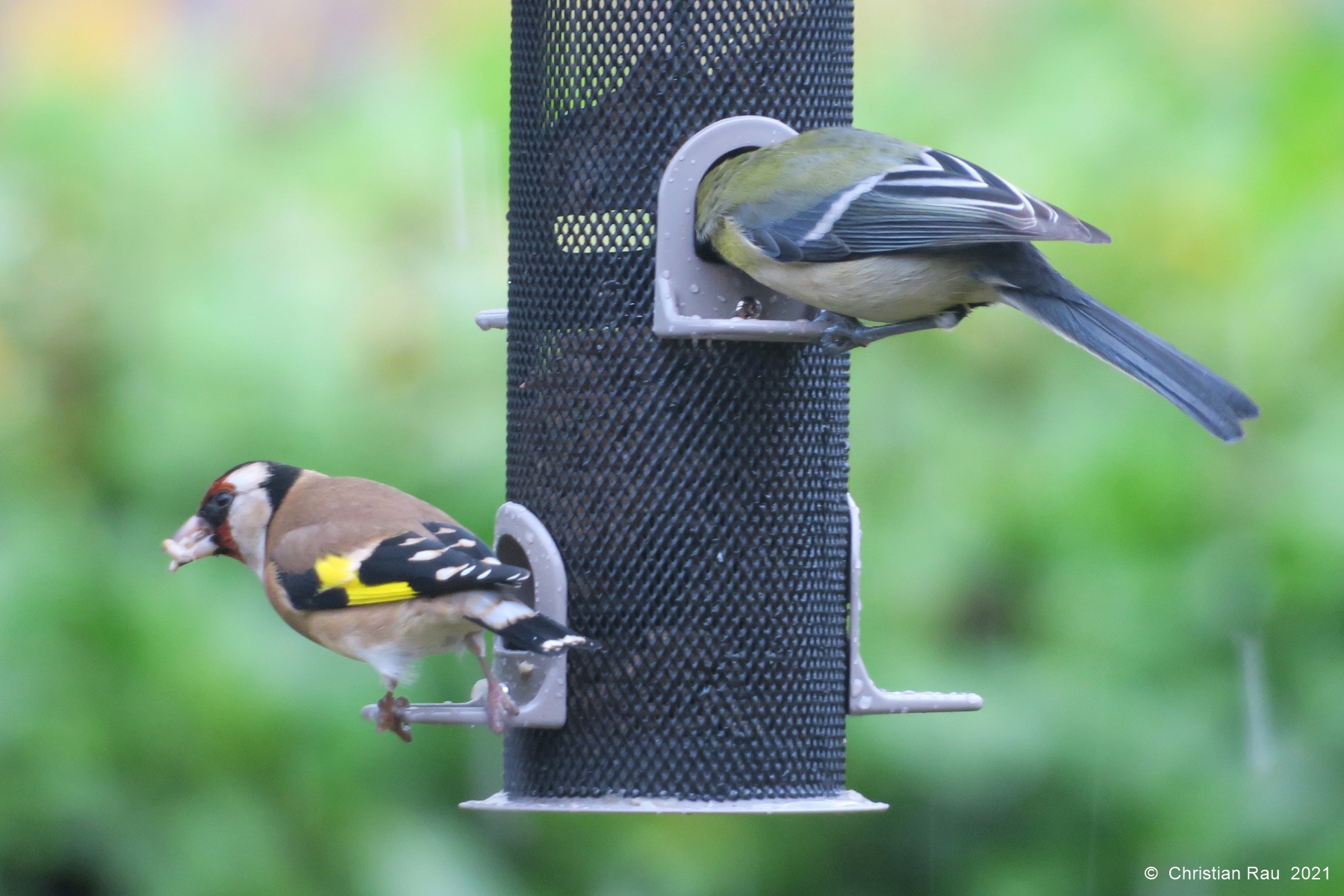 Chardonneret élégant et mésange bleue - Jardin  St-Egrève, novembre 2021