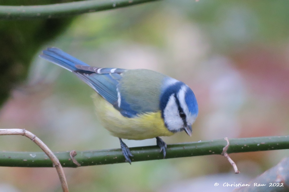 Mésange bleue, novembre 2021 - Jardi,; St-Egrève