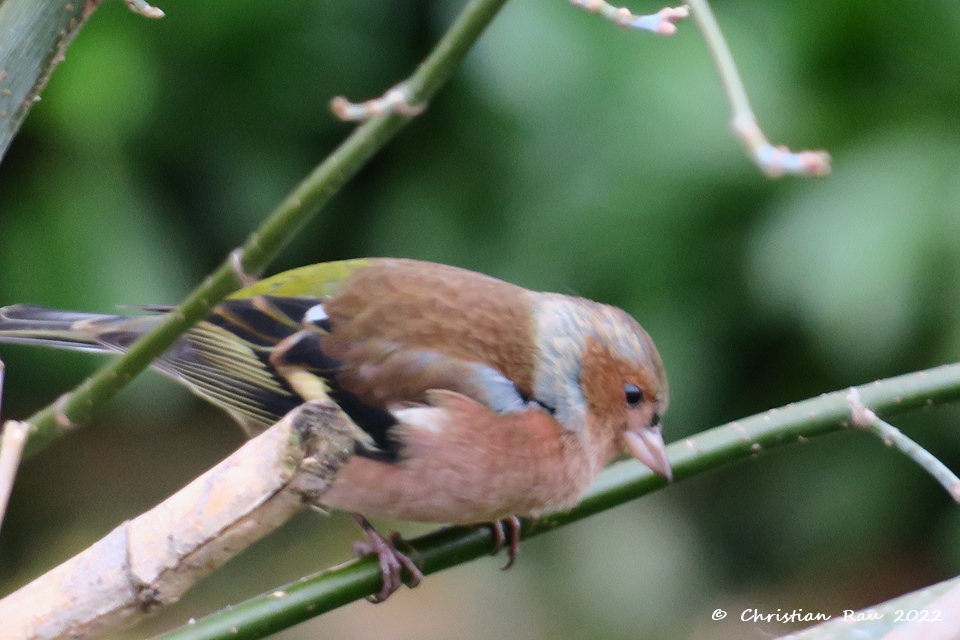 Pinson des arbres dans le  jardin, novembre 2021