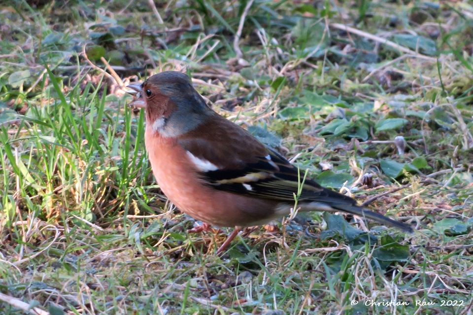 Pinson des arbres dans le  jardin, décembre 202110