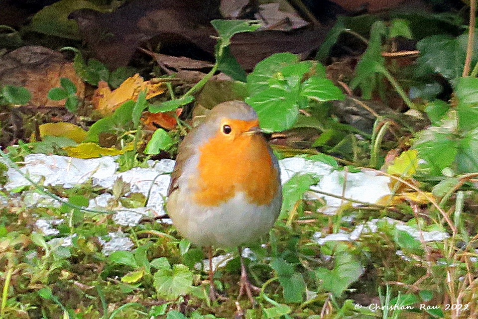 Rouge gorge (jardin à Fiancey)  - décembre 2021