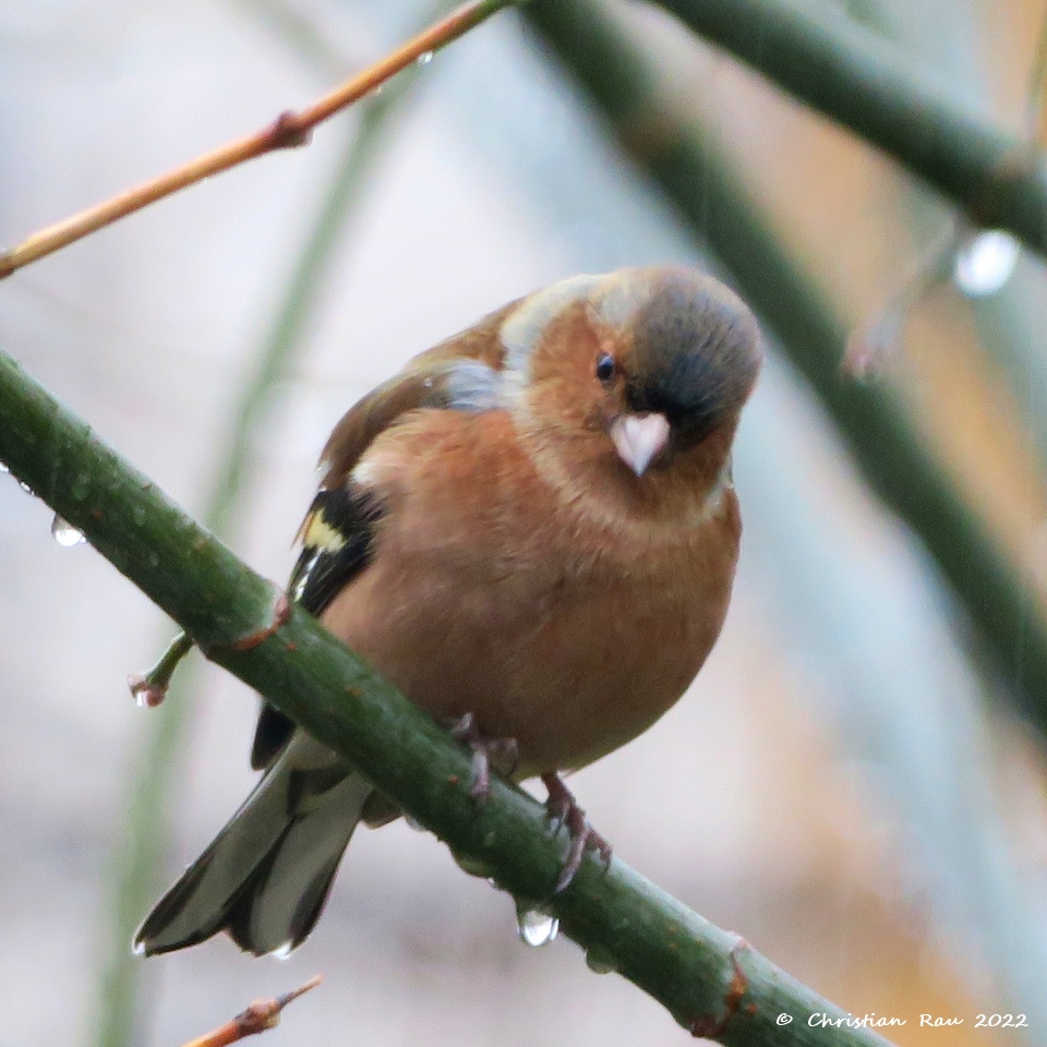 Pinson des arbres dans le  jardin, décembre 2021