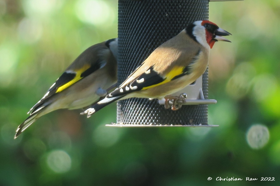 Chardonnerets élégants  - Jardin  St-Egrève, janvie