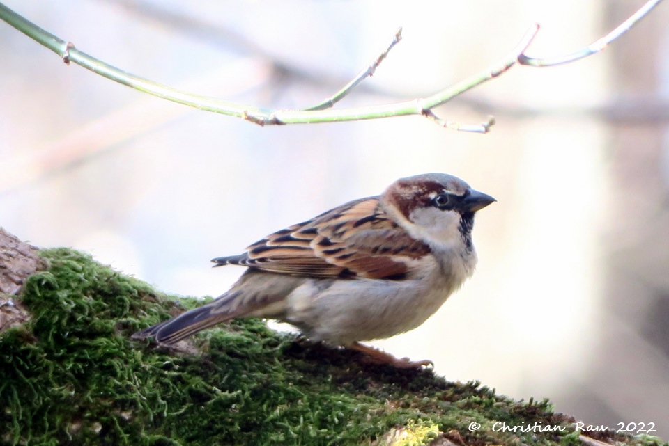 Moineau friquet, jardin St-Egrève, mars 2022