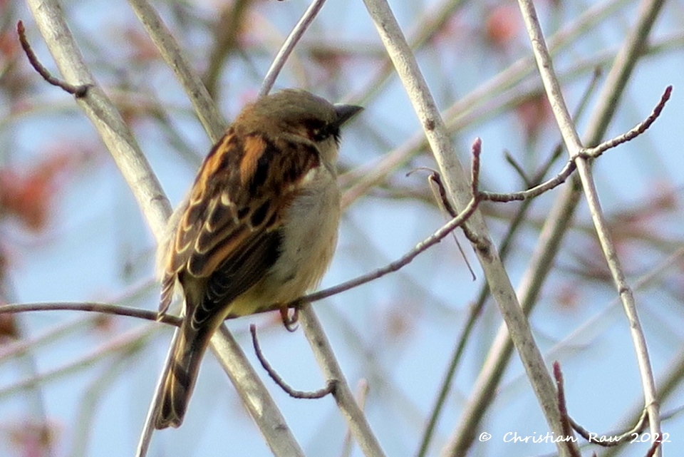 Moineau friquet, jardin St-Egrève, mars 2022