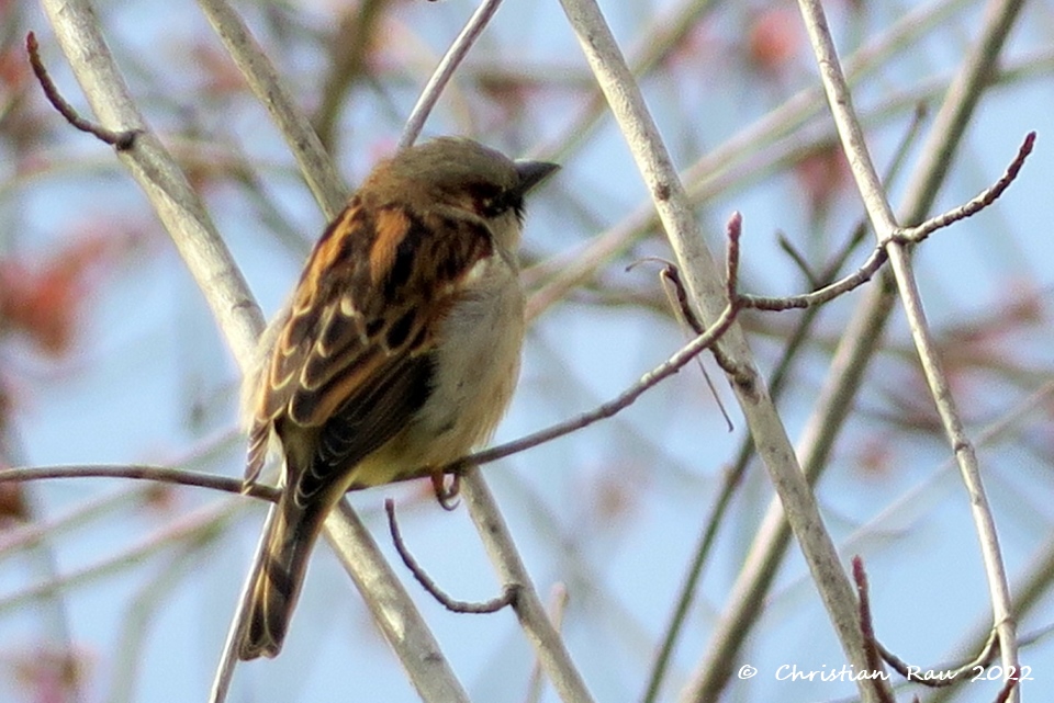 Moineau friquet, jardin St-Egrève, mars 2022