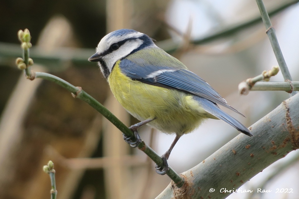 Mésange bleue, mars 2022 - Jardin  St-Egrève