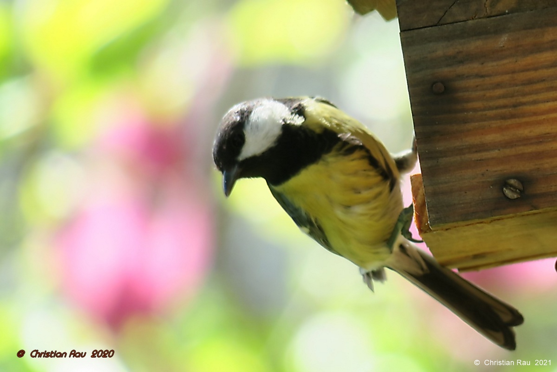 Mésange charbonnière (observée pendant le premier confinement CoVid...)