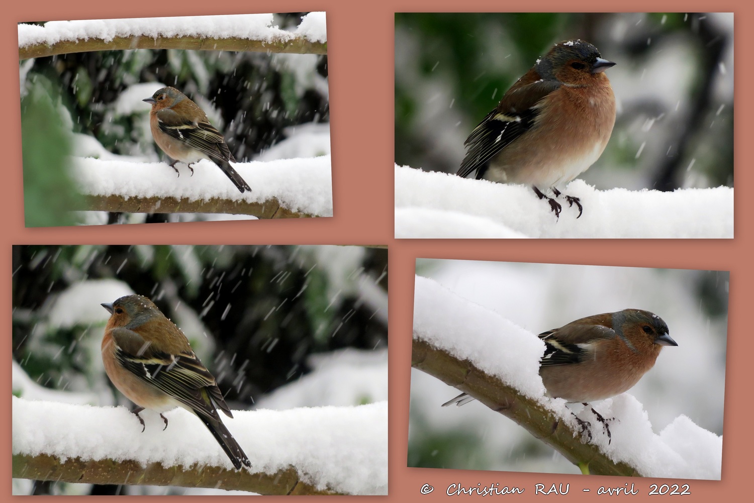 Pinson des arbres - Jardin (Fiancey) - 2 avril 2022