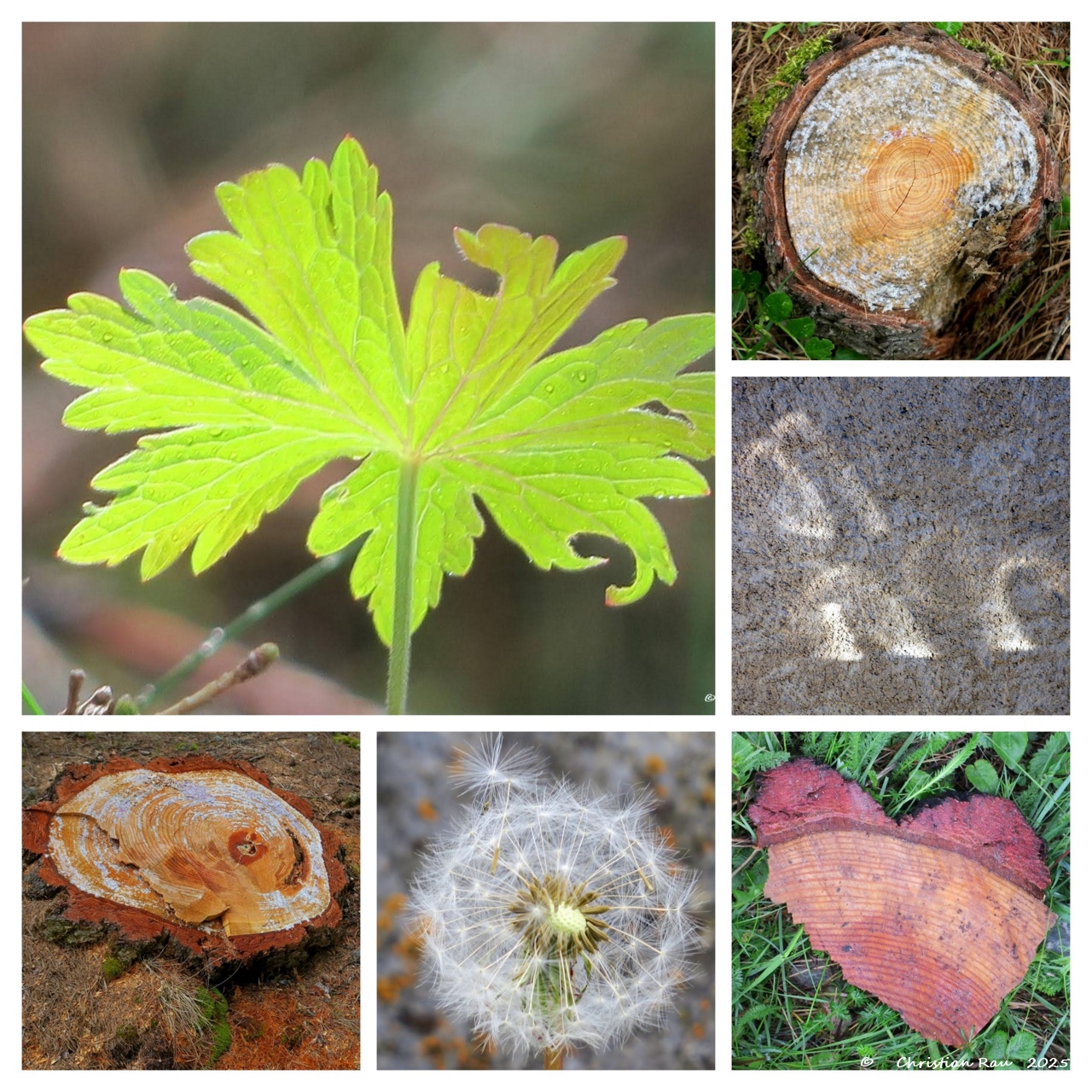 Les clins d'oeil de la nature. Il suffit d'ouvrir l'oeil !