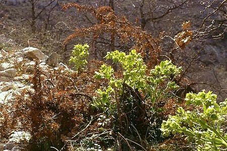 La nature près de Banon