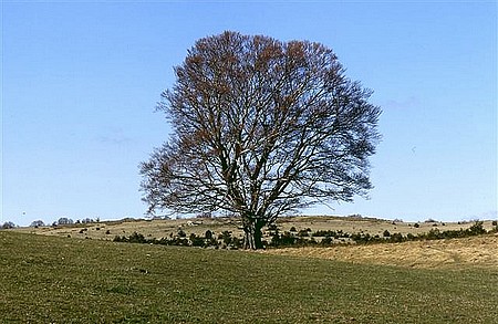 L'Arbre de Crésus