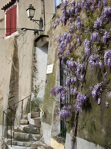 Les glycines...  lieux de rendez-vous...