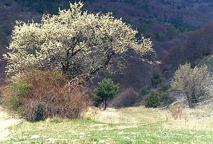 Au pied de la montagne de Lure, sentier de Vière...