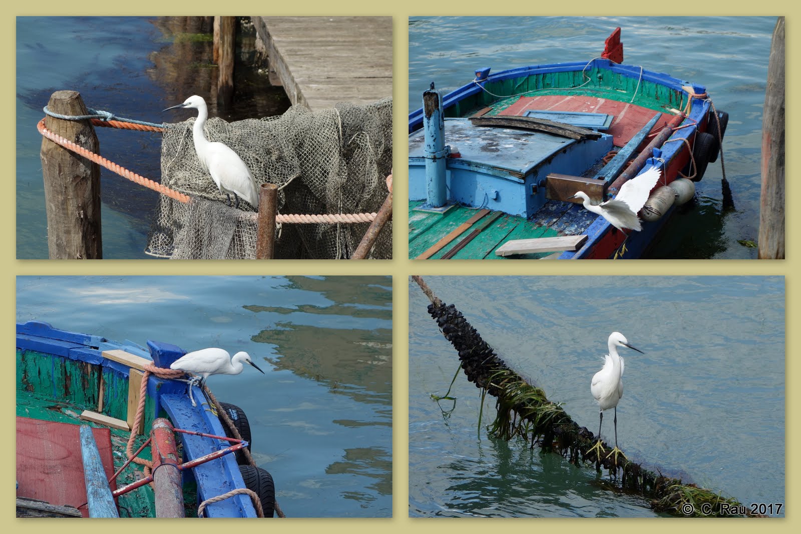 Aigrette garzette (Canale dei lavraneri)