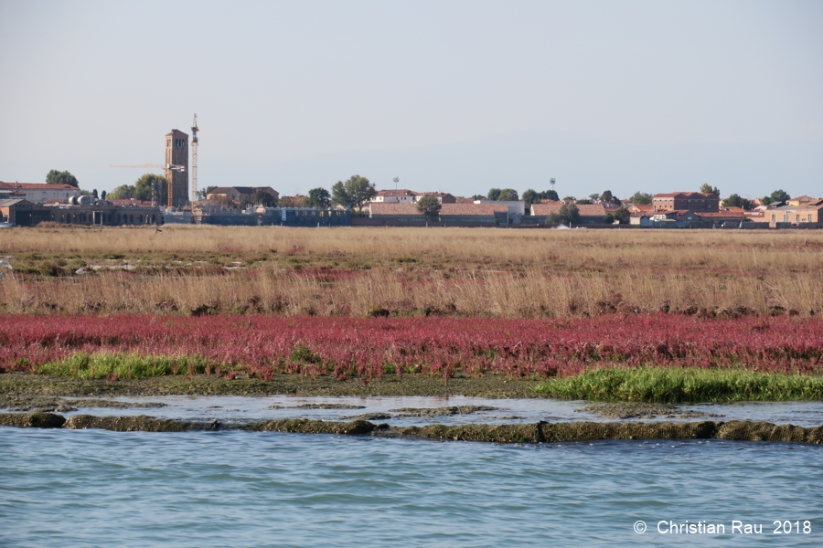 Barene de la lagune (au fond : Murano)