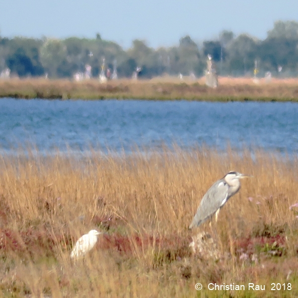 Héron sur un ilôt (Barene, ou pré salé) de la lagune