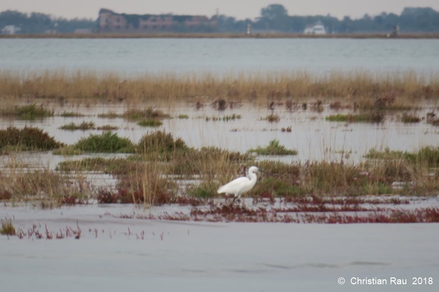 Sur la lagune, près de Murano :les barènes et leur faune...