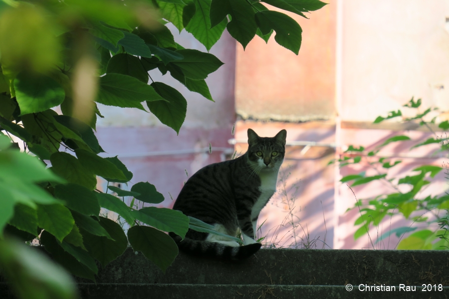 Chat du Lido