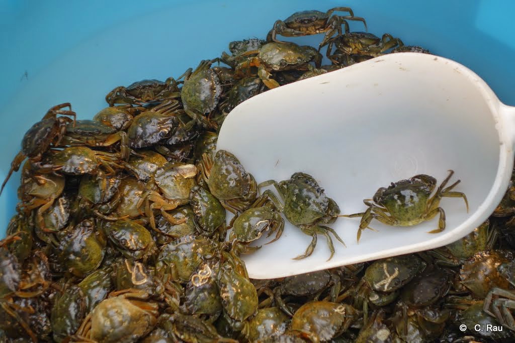 Les petits crabes de la lagune