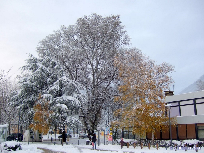 Les majestueux bouleaux du square Nordon en hiver...