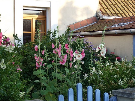 Dans le village de Wissant, le jardinet coquet d'une maison de pêcheurs