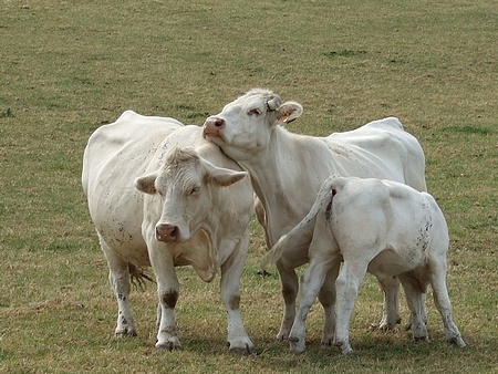 Les vaches regardent passer ...les bateaux !