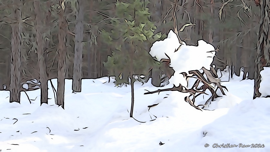 Un petit chien blanc perdu dans la for&ecirc;t (Les Arras - N&eacute;vache)