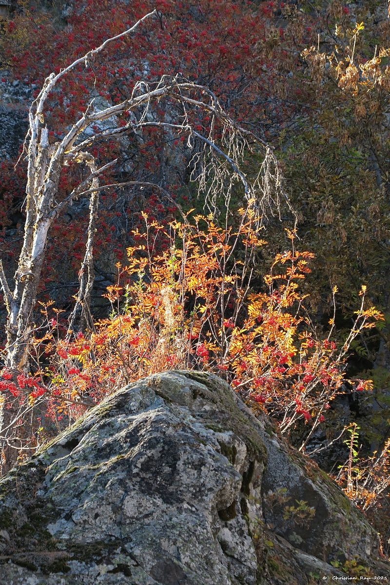 N&eacute;vache, 18 octobre 2025, sentier des cascades &copy; Christian Rau 2025