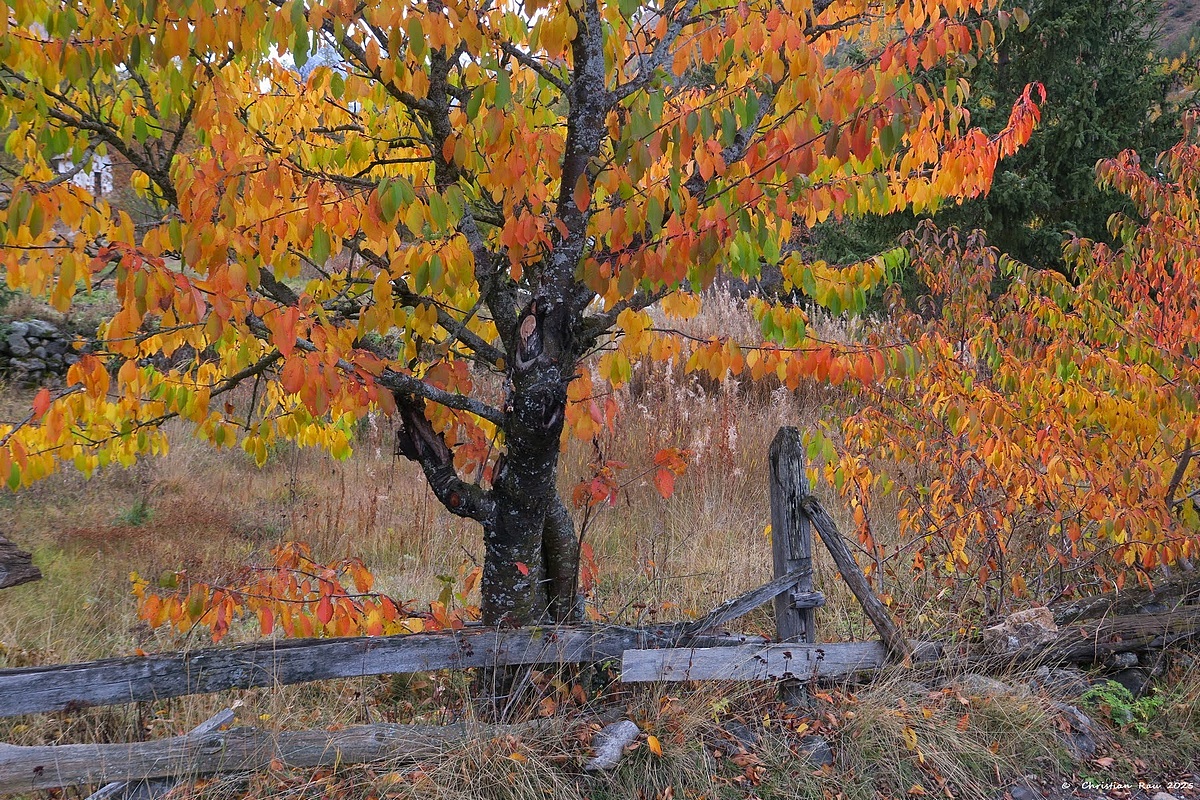 N&eacute;vache, 22 octobre 2025, automne &agrave; l'Outre &copy; Christian Rau 2025