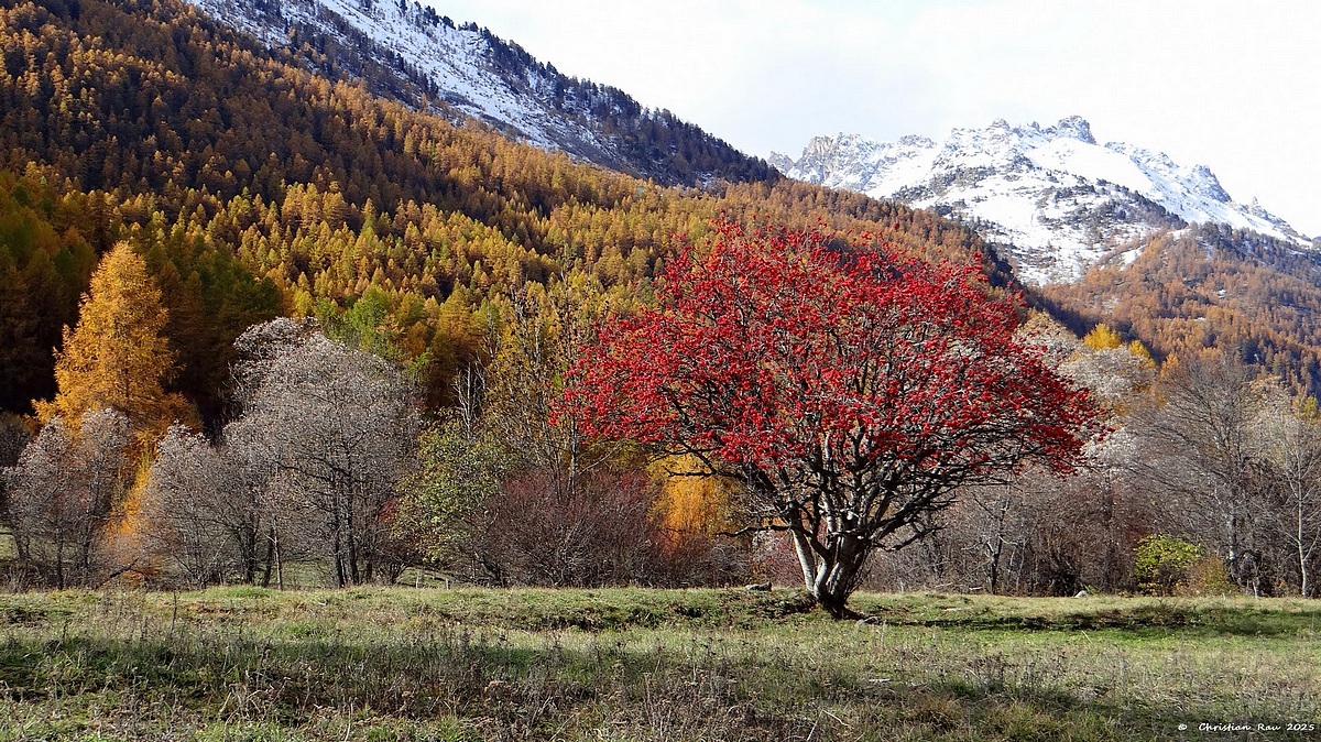 Sa majest&eacute; le sorbier des oiseaux, au Clot, le 1er novembre  &copy; Christian Rau 2025