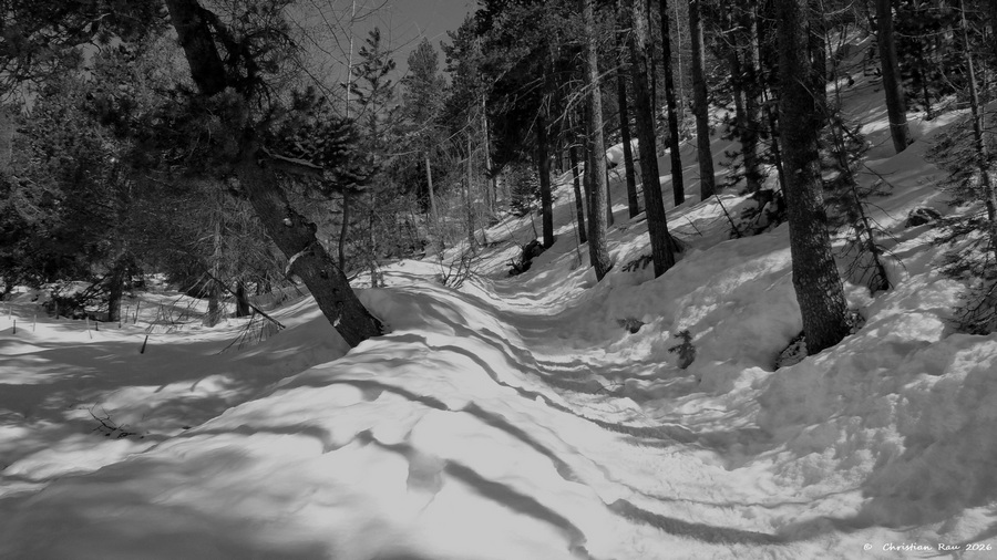 Les ondulations de l'hiver (for&ecirc;t des Thures)